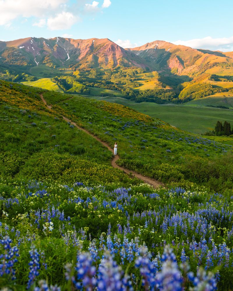 Absaroka Meadows