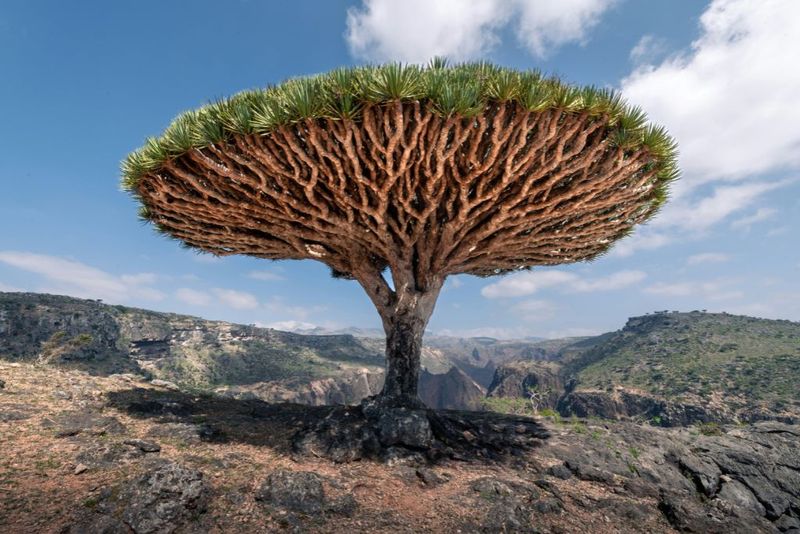 Socotra, Yemen