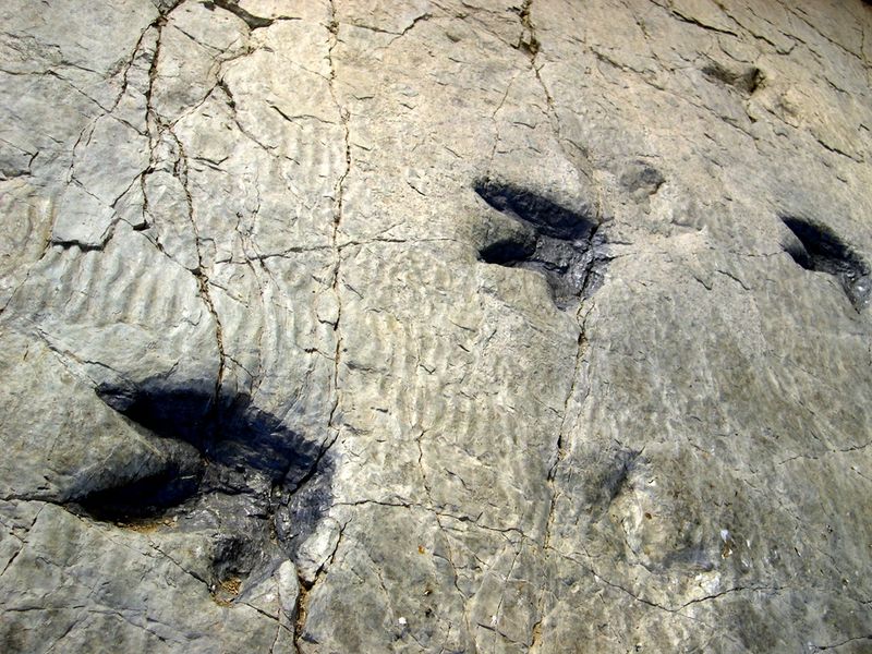 La Rioja Dinosaur Tracks, Spain