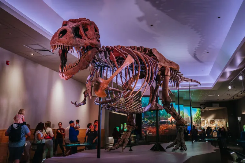 Field Museum (Chicago, USA)
