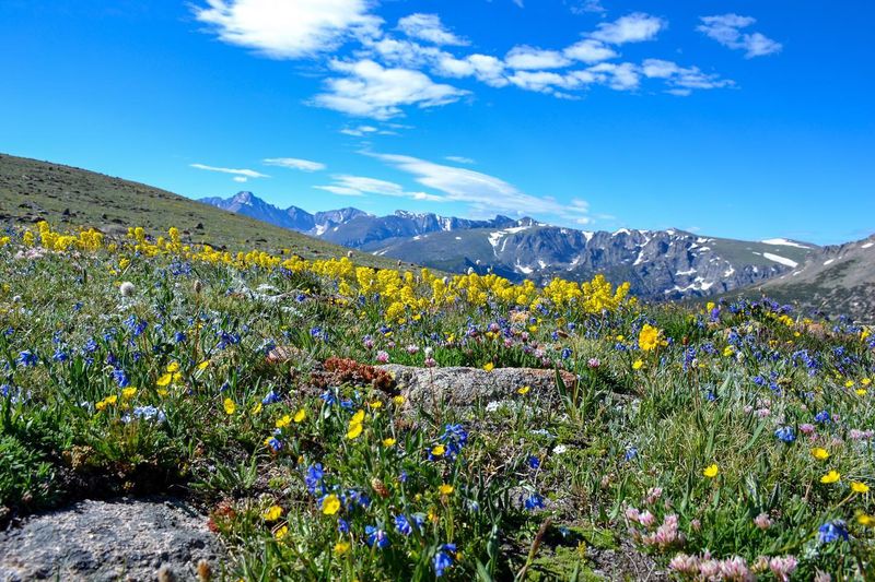 Rocky Mountain: Alpine Meadows in Bloom